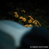 takeshi-nishiyama-ys4.jpg